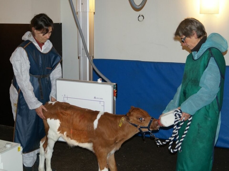 Researchers gave calves milk from bottles in a test so they could control the speed of their drinking. The conclusion was clear: Calves thrive when given more than the recommended two litres of milk per feeding.  (Photo: Kristian Ellingsen, The Norwegian Veterinary Institute)