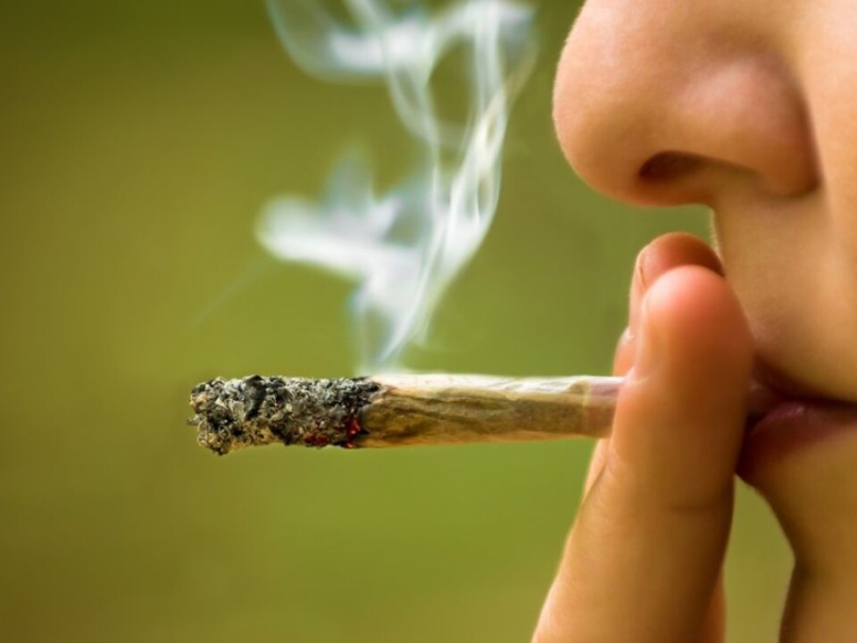 Cannabis is the most commonly used illegal drug in Norway. (Photo: Ststoev/Microstock)