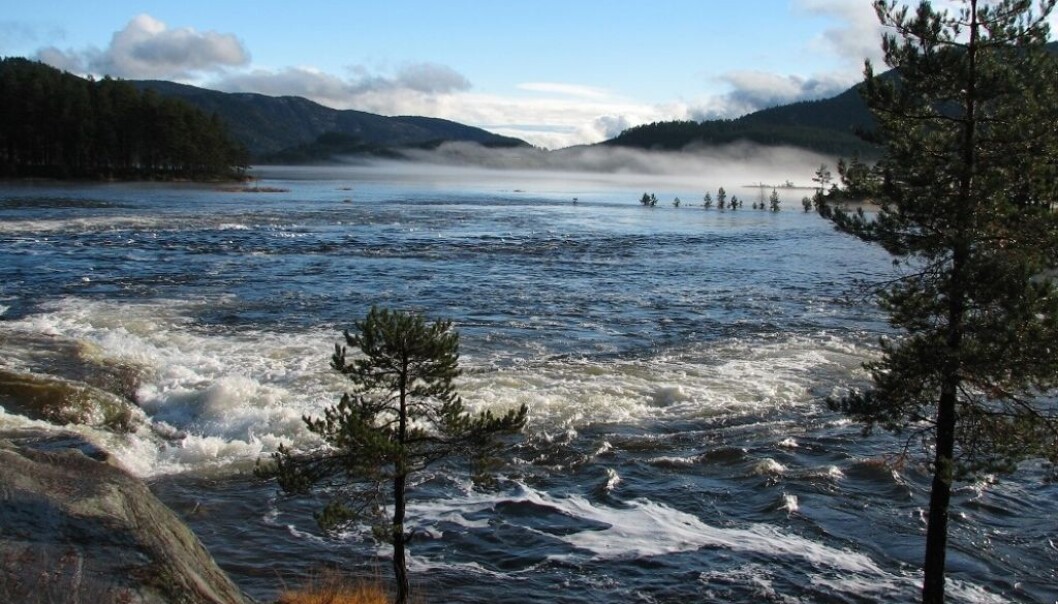 Thanks to liming and re-establishment of salmon, Tovdalselva in Norway can again offer varied fishing opportunities over a distance of 35 km. (Photo: Frode Kroglund, NIVA)
Thanks to liming and re-establishment of salmon, Tovdalselva in Norway can again offer varied fishing opportunities over a distance of 35 km. (Photo: Frode Kroglund, NIVA)