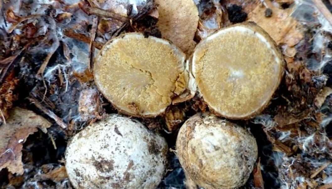 The species Sclerogaster hysterangoides is a representative of the truffle genus that was found for the first time in Norway. The find was located on Langesundstangen. (Photo: Anne Molia) The species Sclerogaster hysterangoides is a representative of the truffle genus that was found for the first time in Norway. The find was located on Langesundstangen. (Photo: Anne Molia)