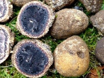 Elaphomyces decipiens, a species new to the north, found in Farsund.
(Photo: Anne Molia)
Elaphomyces decipiens, a species new to the north, found in Farsund.
(Photo: Anne Molia)