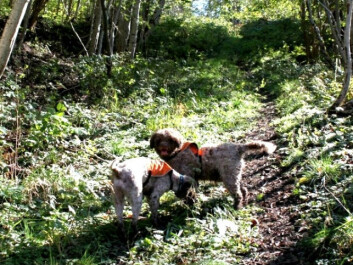 Sofia and Viktoria know their business. They are of the breed Lagotto. (Photo: Kristin Killingmo) Sofia and Viktoria know their business. They are of the breed Lagotto. (Photo: Kristin Killingmo)
