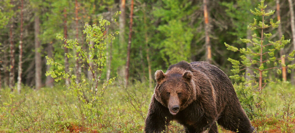 Limited gene flow among brown bears in Northern Europe
