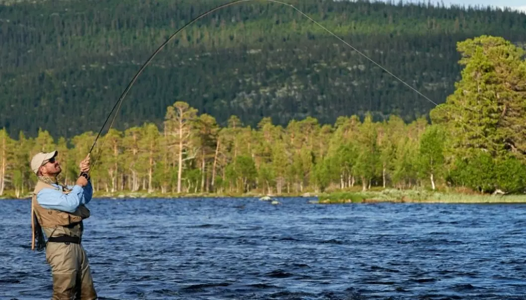Researchers see that a new norm has developed rather quickly. Sports fishermen in Norway like to unhook the fish they catch and let them go. In some watercourses up to 80 percent of caught salmon are released. (Photo: Bård Løken, Samfoto)