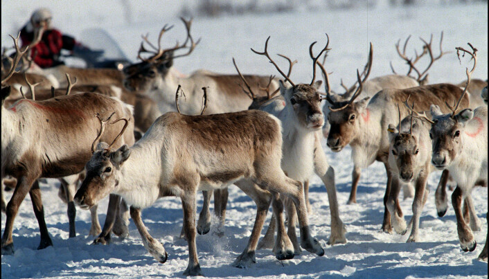 Reindeer mating – when it's good to be fat