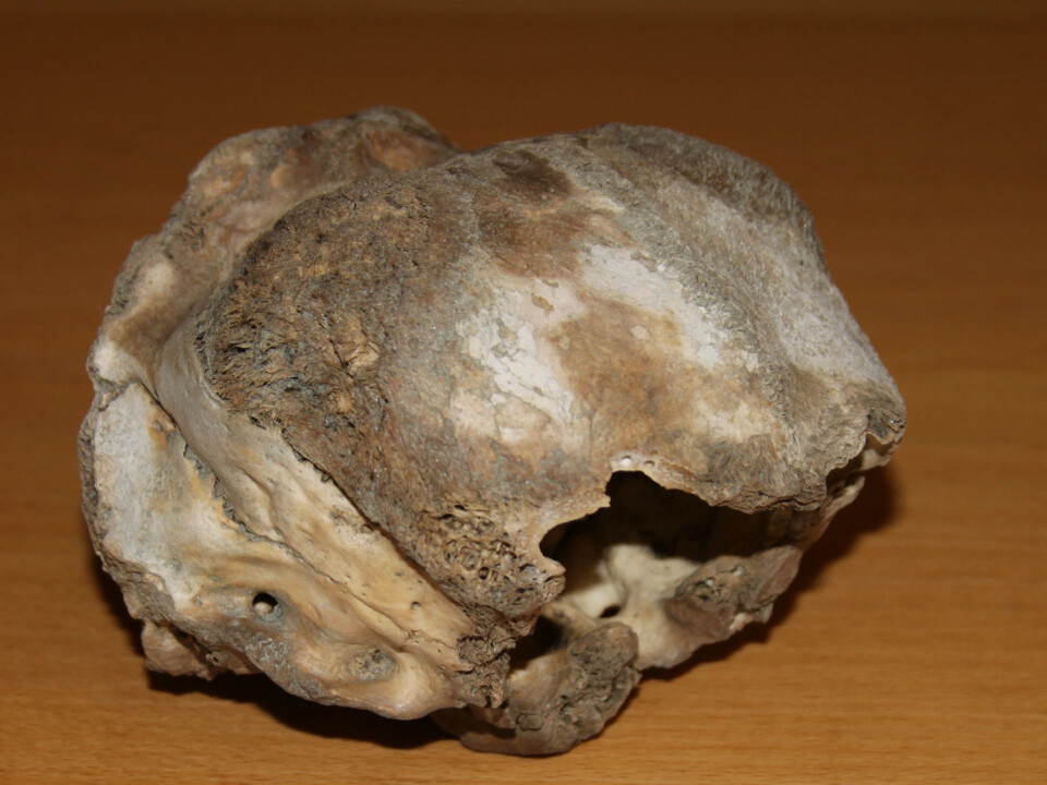 DNA from bones found in permanent snowfields is often very well preserved, even after several thousand years. (Photo: Jørgen Rosvold/NTNU)