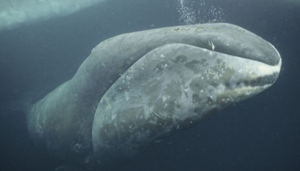 The bowhead whale was a highly sought-after species for European whalers to hunt in the 18th and 19th centuries. (Photo: Nature Picture Library)