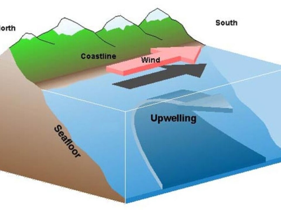 Upwelling: The diagram illustrates colder, denser and nutrient-rich deep water rising and replacing the surface water (Illustration: Wikipedia)