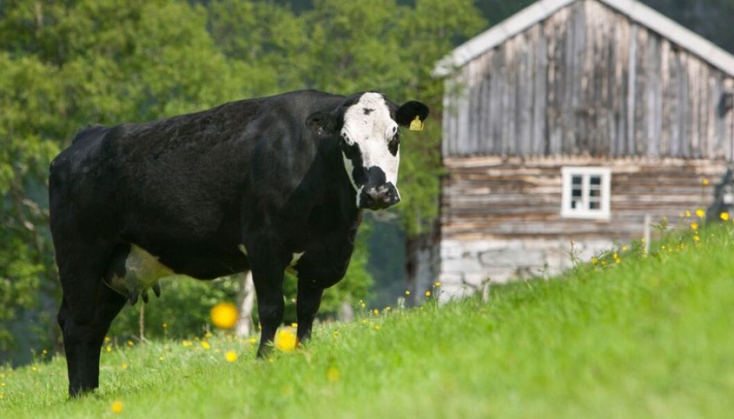 In a nationwide survey, respondents were asked to rank 21 statements related to agricultural policy. (Photo: Kai Jensen/ NTB Scanpix) In a nationwide survey, respondents were asked to rank 21 statements related to agricultural policy. (Photo: Kai Jensen/ NTB Scanpix)