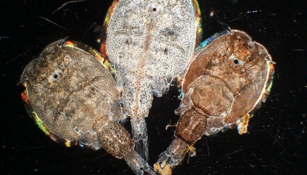 Salmon lice seen through the microscope (Photo: Institute of Marine Research) Salmon lice seen through the microscope (Photo: Institute of Marine Research)