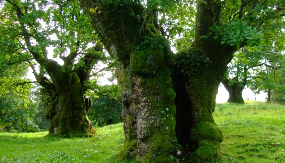 “In a single hollow oak tree, we have found up to 25 red-listed species of beetles,” said Professor Anne Sverdrup-Thygeson of the Norwegian University of Life Sciences. (Photo: Anne Sverdrup-Thygeson, NMBU)