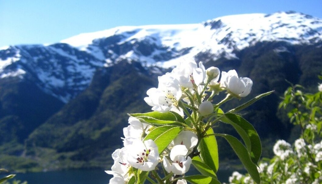 Pear blossom in Hardanger, Norway. (Photo: Mekjell Meland) Pear blossom in Hardanger, Norway. (Photo: Mekjell Meland)