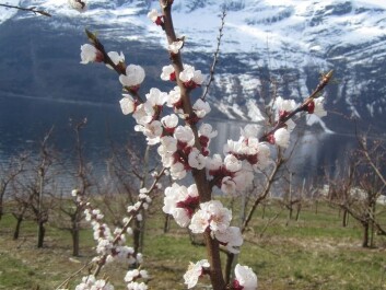 Apricot trees in blossom. Hardanger, Norway. (Photo: Mekjell Meland) Apricot trees in blossom. Hardanger, Norway. (Photo: Mekjell Meland)