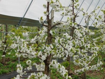 Cherry trees in blossom (Photo: Mekjell Meland) Cherry trees in blossom (Photo: Mekjell Meland)