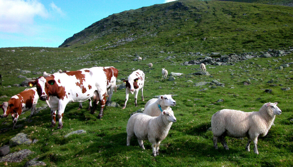 A Norwegian study provides strong indications that foot rot bacteria found in sheep infect cows grazing on the same pasture. (Photo: Berit Keilen/Scanpix)