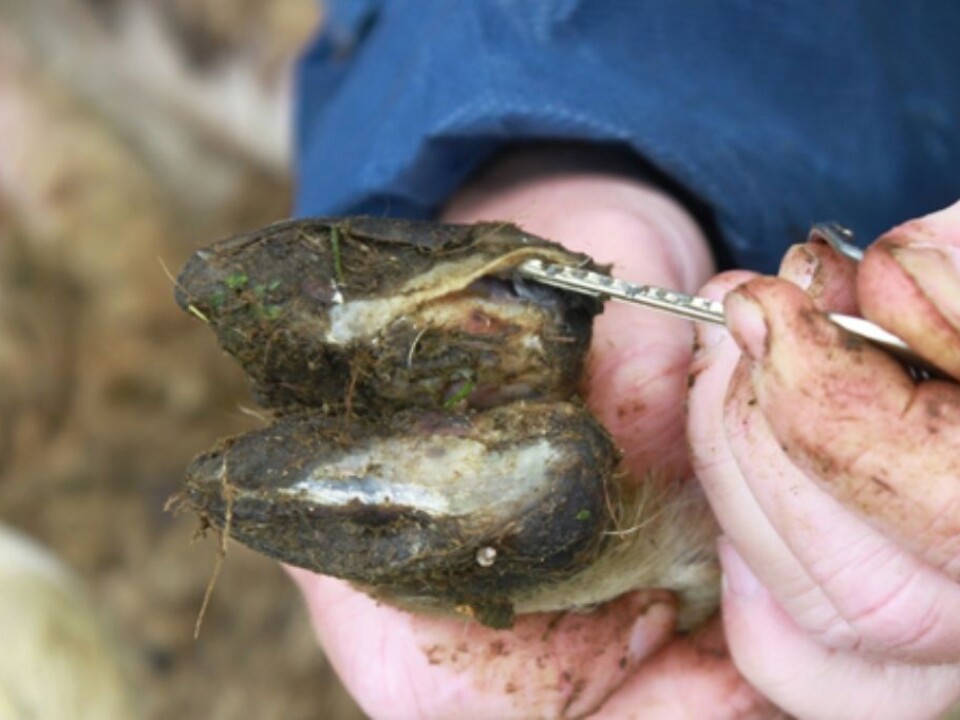 This picture shows a sheep with advanced foot rot, where the hoof has loosened from the underlying tissue (Photo: Maren Knappe-Poindecker)