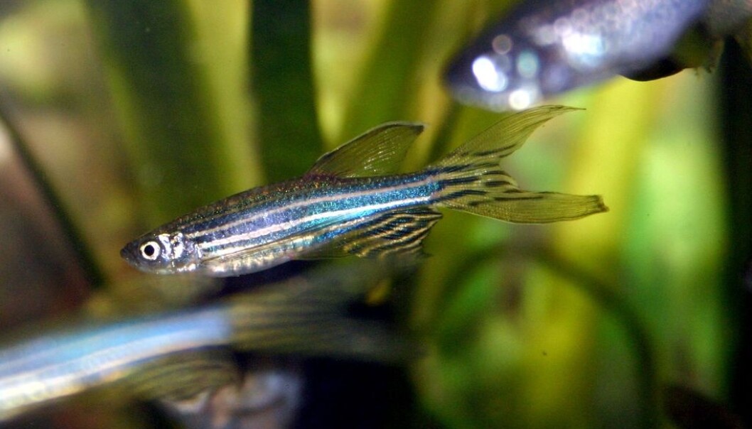 Zebrafish appear to be fearless types, since they head for the wall at full speed. (Photo: Marrabbio2/Wikimedia Commons) Zebrafish appear to be fearless types, since they head for the wall at full speed. (Photo: Marrabbio2/Wikimedia Commons)