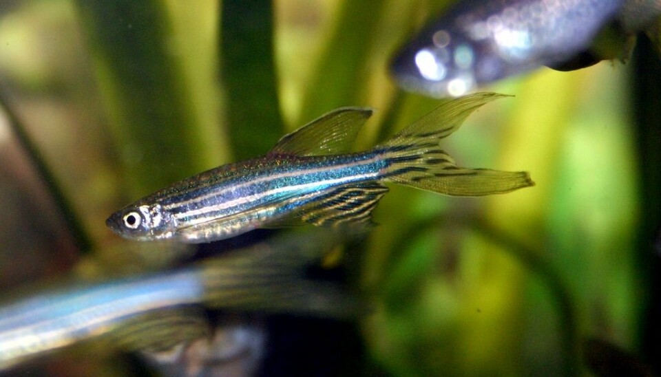 Zebrafish appear to be fearless types, since they head for the wall at full speed. (Photo: Marrabbio2/Wikimedia Commons)