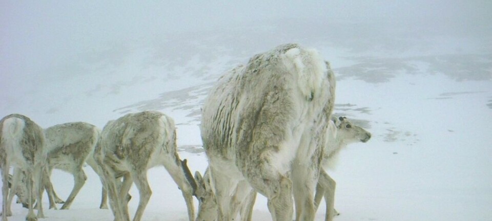 Reindeer mating – when it's good to be fat