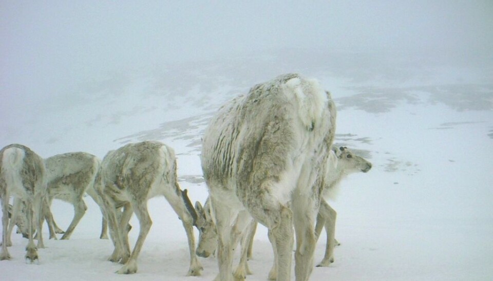 The mating season starts sometime between September 20th and October 1st. (Photo: Game camera/NINA)