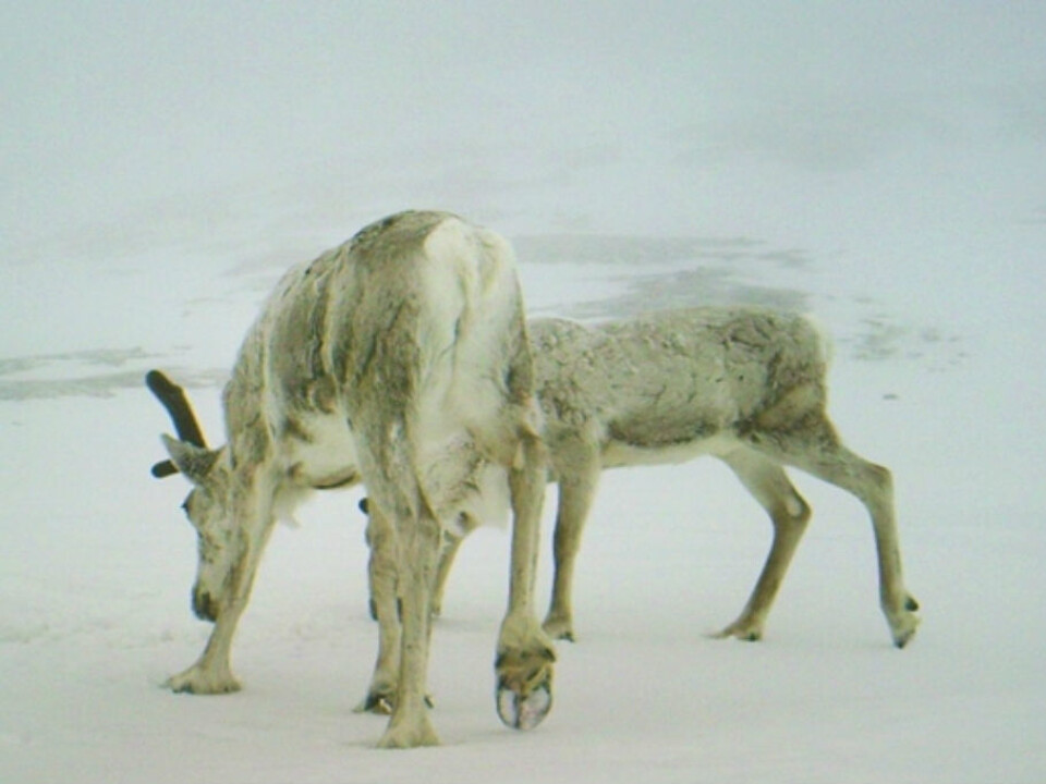 In winter, food is scarce. (Photo: Game camera/ NINA)