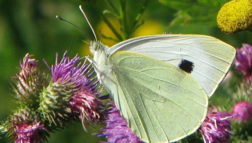Some 5,000 fresh observations are added daily to the website artsobservasjoner.no. This Cabbage Butterfly was added as number 100,000 in database for invertebrates, popularly labelled under the heading of “creepy-crawlies”. (Photo: Magne Flåten) Some 5,000 fresh observations are added daily to the website artsobservasjoner.no. This Cabbage Butterfly was added as number 100,000 in database for invertebrates, popularly labelled under the heading of “creepy-crawlies”. (Photo: Magne Flåten)