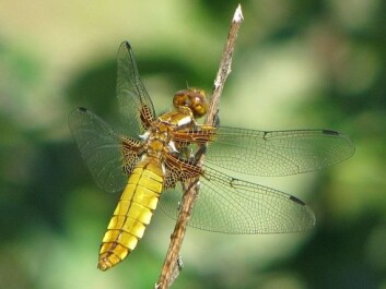 Many types of dragonflies are threatened with extinction in Norway. This Broad-Bodied Chaser is one of them. (Photo: Magne Flåten) Many types of dragonflies are threatened with extinction in Norway. This Broad-Bodied Chaser is one of them. (Photo: Magne Flåten)