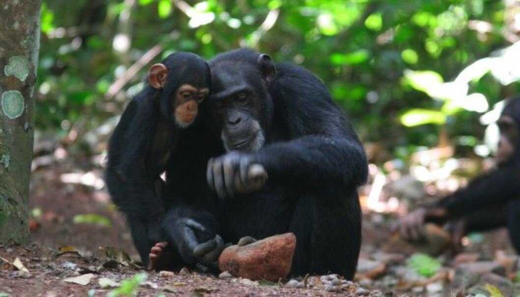 A chimpanzee mother in Africa cracking open nuts with a stone tool. (Photo: Etsuko Nogami) A chimpanzee mother in Africa cracking open nuts with a stone tool. (Photo: Etsuko Nogami)