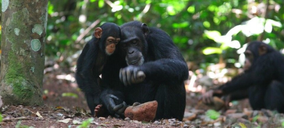 Our ancestors used ape tools