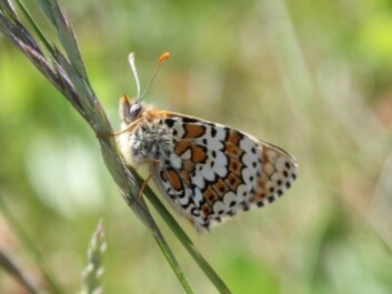 The Glanville Fritillary is one of the rarest butterflies in Norway. It is red-listed and found in just a few spots in the Oslo Fjord. (Photo: Magne Flåten) The Glanville Fritillary is one of the rarest butterflies in Norway. It is red-listed and found in just a few spots in the Oslo Fjord. (Photo: Magne Flåten)