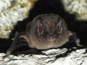 Everyone thought the barbasetelle bat was extinct in Norway. But then this fellow turned up in a tunnel in Larvik in 2008. (Photo: Tormod Røed) Everyone thought the barbasetelle bat was extinct in Norway. But then this fellow turned up in a tunnel in Larvik in 2008. (Photo: Tormod Røed)