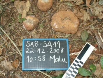 Stone tools that wild chimpanzees have used as hammers. (Photo: Susana Carvalho) Stone tools that wild chimpanzees have used as hammers. (Photo: Susana Carvalho)