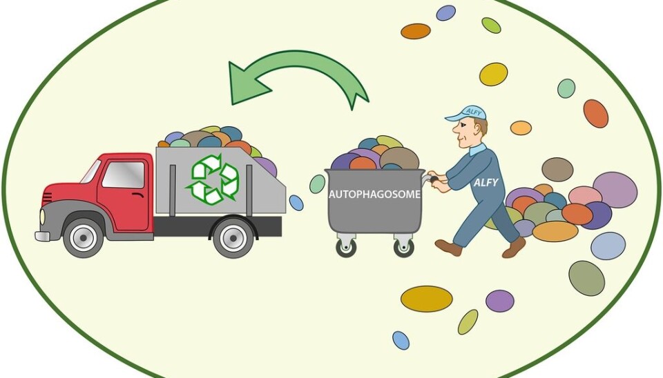 Without ALFY, our cells would not be able to clear out their own waste. The consequence could be cancer and dementia. (Illustration: Gunnar F. Lothe, UiO)