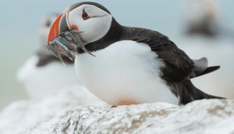 'Causalities are hard to chart. Some will say that temperature changes in the ocean comprise the main reason for decreases in seabird populations. Others would just list this as one of many contributing factors', says biologist Dag O. Hessen. (Photo: Microstock)