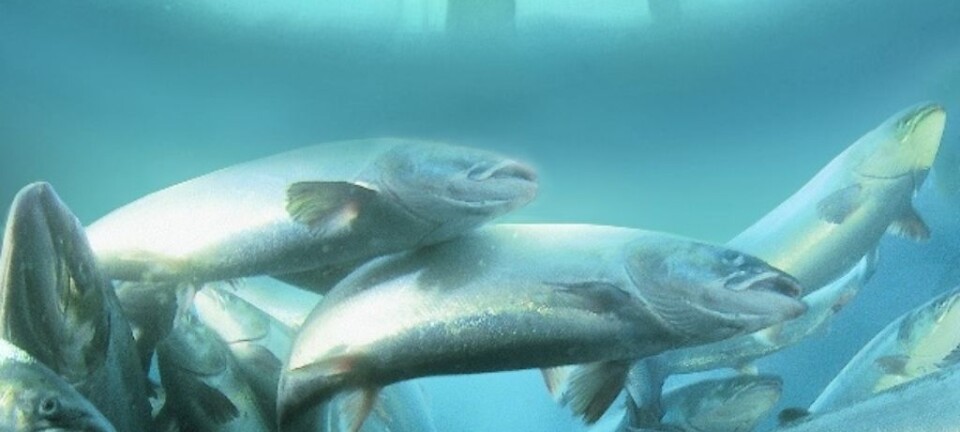 Salmon genome fully sequenced