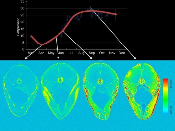 Top: The amount of fat in mackerel changes during the year. Bottom: These MRI scans show how fat disperses into the fish. In September and October (when the Japanese like to eat Norwegian mackerel), the healthy fish fat is found throughout the fish. (Illustration: NIFES) Top: The amount of fat in mackerel changes during the year. Bottom: These MRI scans show how fat disperses into the fish. In September and October (when the Japanese like to eat Norwegian mackerel), the healthy fish fat is found throughout the fish. (Illustration: NIFES)