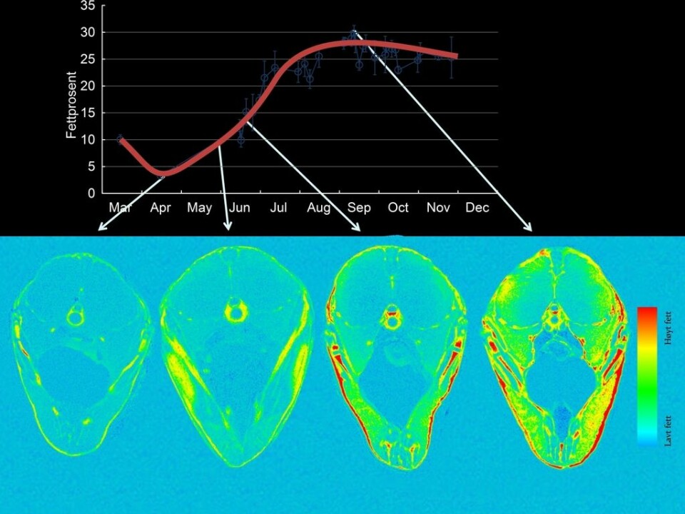 Top: The amount of fat in mackerel changes during the year. Bottom: These MRI scans show how fat disperses into the fish. In September and October (when the Japanese like to eat Norwegian  mackerel), the healthy fish fat is found throughout the fish. (Illustration: NIFES)