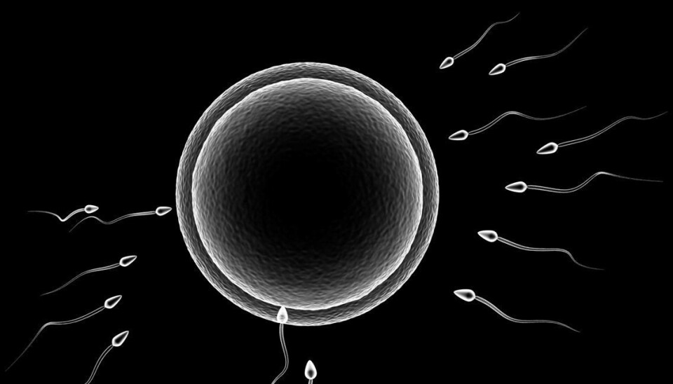 Egg cell meets sperm (Foto: Colourbox)