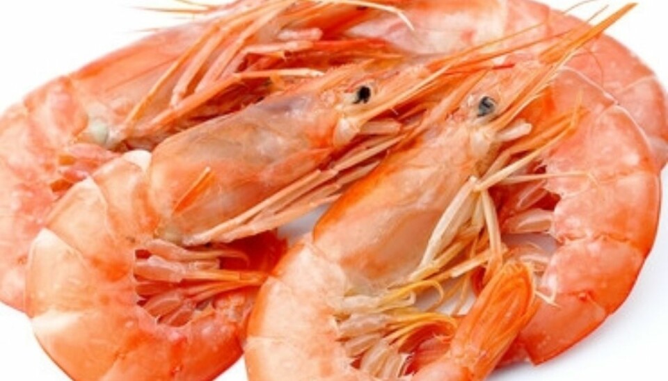 Stocks of prawns in the Skagerrak have been insubstantial for years. But the stock now appears to be making headway. (Photo: Microstock)