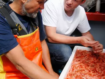 Halvor Knutsen has led a project to give both researchers and prawn fishermen enhanced knowledge about prawn [shrimp] stocks.  (Photo: Øyvind Berg, Institute of Marine Research) 