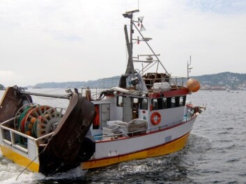 Many prawn trawlers have encountered lean years. But the stock in Skagerrak seems to be recovering now. (Photo: Øyvind Berg, Marine Research Institute) Many prawn trawlers have encountered lean years. But the stock in Skagerrak seems to be recovering now. (Photo: Øyvind Berg, Marine Research Institute)