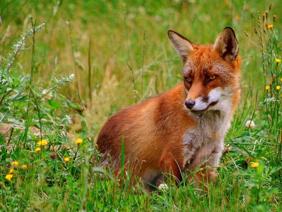 The fox is the main host of the tapeworm, which can also infect other predators such as dogs, raccoons and wolves. (Photo: Malene Thyssen / Wikipedia)