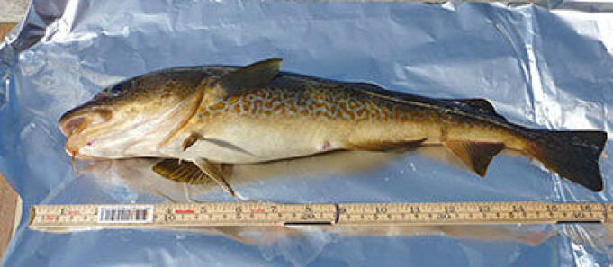 The researchers found an association between cod length and weight, and D4 and D6 levels. The researchers found an association between cod length and weight, and D4 and D6 levels.
