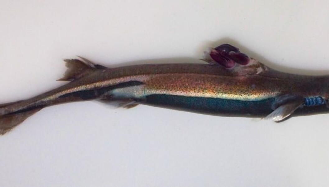 Barnacles are crustaceans that filter algae from water. But one type has now been caught red-handed, so to speak, in the evolutionary phase when it is becoming something else entirely. Seen here on the back of a velvet-belly lantern shark from the deep Sognefjord is a barnacle that switched into a parasite. (Photo: David John Rees et. al.) Barnacles are crustaceans that filter algae from water. But one type has now been caught red-handed, so to speak, in the evolutionary phase when it is becoming something else entirely. Seen here on the back of a velvet-belly lantern shark from the deep Sognefjord is a barnacle that switched into a parasite. (Photo: David John Rees et. al.)