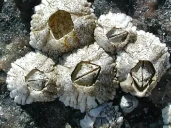 Ordinary barnacles at water’s edge. (Photo: Wikimedia Commons)
