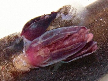 The parasitic barnacle has six pairs of limbs, but no shell. (Photo: David John Rees et. al.) The parasitic barnacle has six pairs of limbs, but no shell. (Photo: David John Rees et. al.)