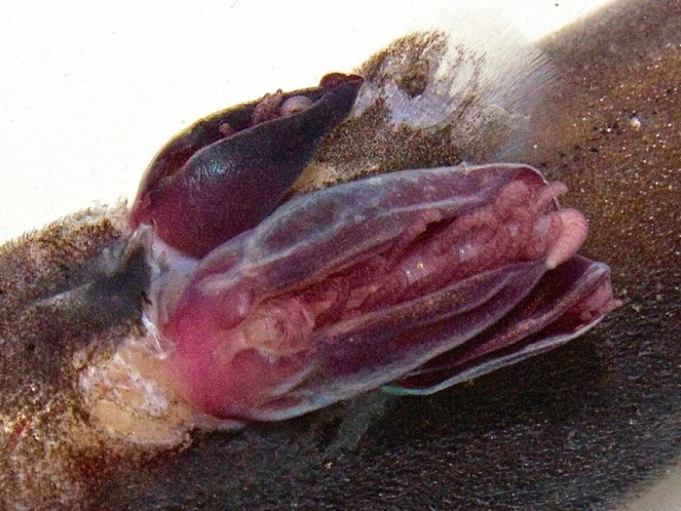 The parasitic barnacle has six pairs of limbs, but no shell. (Photo: David John Rees et. al.)