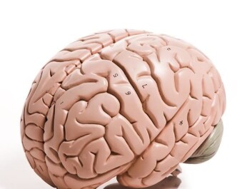 Intestinal bacteria and the brain communicate with one another. (Photo: Colourbox) Intestinal bacteria and the brain communicate with one another. (Photo: Colourbox)