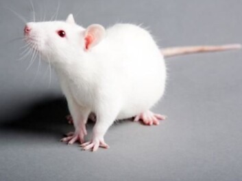 Thin mice and fat mice have different intestinal flora. Bacteria can also affect behaviour and brain development. (Photo: Colourbox) Thin mice and fat mice have different intestinal flora. Bacteria can also affect behaviour and brain development. (Photo: Colourbox)