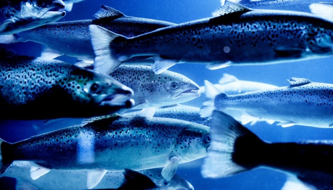 Wild Atlantic salmon. (Photo: Luca Kleve-Ruud/Scanpix) Wild Atlantic salmon. (Photo: Luca Kleve-Ruud/Scanpix)